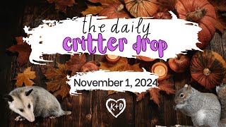 The Daily Critter Drop November 1 2024 [upl. by Nigen604]