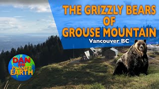 The Grizzly Bears of Grouse Mountain  Vancouver BC [upl. by Jerrome]