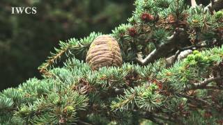 Cedars of Lebanon [upl. by Peg]