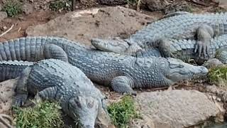 Greyish Crocodiles Weuh [upl. by Retsae]