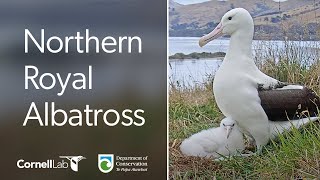 Live Royal Albatross Cam  RoyalCam  New Zealand Dept of Conservation  Cornell Lab [upl. by Arinaid]