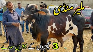 Malir Mandi Karachi Cattle Rates Update  28 November 2023  Cow Mandi 2024 [upl. by Justinn694]