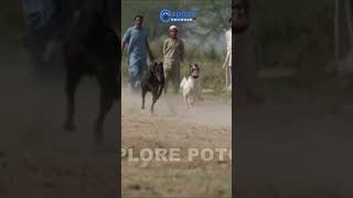 Greyhound Track Race  Dori Track Race in Punjab Pakistan dog rabbit greyhoundtrackracing [upl. by Mcgrath914]