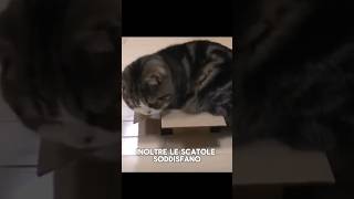 Lincredibile SEGRETO sui GATTI e le scatole 📦 shorts curiosità gatto [upl. by Gadmann238]