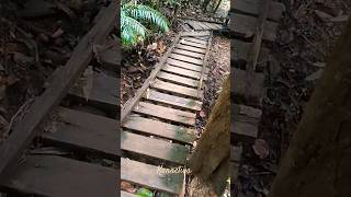 Kanneliya Rain Forest travel nature forest srilanka lka kanneliya [upl. by Hillell]