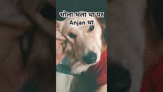 😭😭😭😭 Bhola Bhala tha per Anjan tha 🤣 shorts music goldenretriever bhoolbhulaiyaa3 [upl. by Notrom]