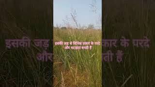 grass vetiveria shortsbetayoutube sitapur [upl. by Elane526]