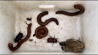 Adventure Explore And Captured Farm Millipedes And Other Poison Animals aminals insects [upl. by Eecyak]