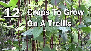 Vertical Gardening  12 Vegetables That Can Be Grown On A Trellis [upl. by Nibla]