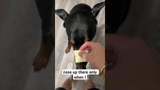 Perfect puppy shorts puppy doberman dogtraining dogsofyoutube [upl. by Ecidnak]