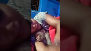 Meri natkhat Rani so rahi hai 🐒🥰🥰 short video [upl. by Ardnauq]