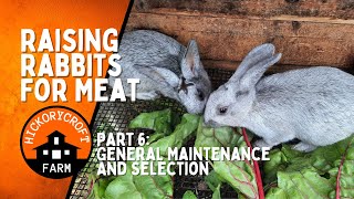 Raising Rabbits for Meat  General Maintenance And Selecting From Your Herd [upl. by Nevar]