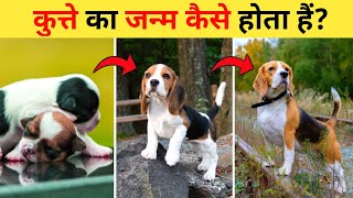 Online dog कैसे buy किया जाता है  How to buy dog online [upl. by Berna]