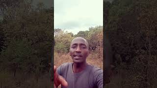 John Demathew look alike doing John Demathews song MBURI CIA KIAMA🔥🔥🔥 [upl. by Deonne]