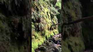 Prehistoric valley on Dartmoor waterfall dartmoor uk nature wildlife hiking water valley [upl. by Mccall515]