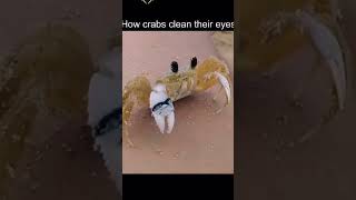 How crab clean their eyes 👀 explorefeed followmeaway funny viralvideos views Fabfalak [upl. by Catharine954]