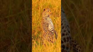 Lovely Moments of Leopards 🐆 📹 [upl. by Aeslehc]