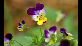 How To Save Viola And Pansy Flower SeedsGardening [upl. by Ahsinrad]