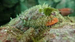 Mexican Triplefin Enneanectes macrops [upl. by Kihtrak]