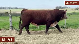 01Toro Polled Hereford RP 1764 [upl. by Sarajane]