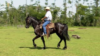 Cavalo leve de raça pesada [upl. by Damali]