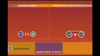 Heparin animation [upl. by Marla209]