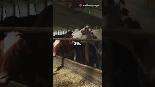 Bovine Grooves Cows Love Music and Produce More Milk [upl. by Ignacio]