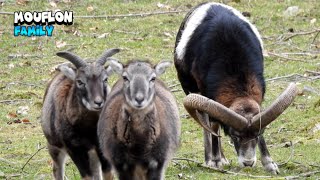 European Mouflon Family Getting Ready For Romantic Season [upl. by Marsiella178]