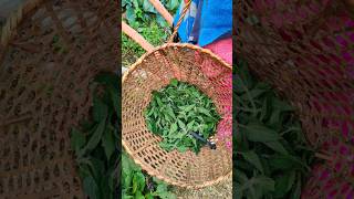 सिस्नु🍃🌿🍃🌿common nettle pahadiorganicfoodsisnuhealthyearingplantsyoutubeshorts [upl. by Fionnula]