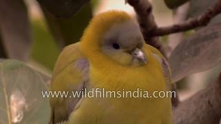 Yellowfooted Green Pigeon at Bharatpur [upl. by Ahseya110]