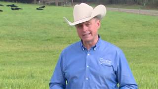 Which Option for Pasture Weed Control Offers the Best ROI [upl. by Zertnom]