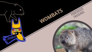 Wombats Heroes con traseros mortales  Ep 90 CULTURA COLMILLUDA [upl. by Ben887]