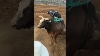 Unbelievable Spanish Bullfighting The Ultimate Bull Riding Competition BullfightingSkills [upl. by Polinski]