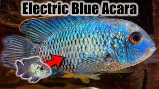 Electric Blue Acara  Growth Rate amp Evolution [upl. by Lias]