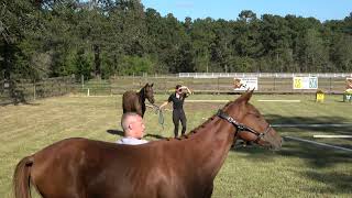 Yearlings Srirachah WS and Vitaliah WS [upl. by Pomcroy519]