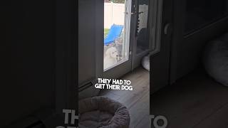 This dog rings a doorbell every time it will inside 😂 [upl. by Ylellan]