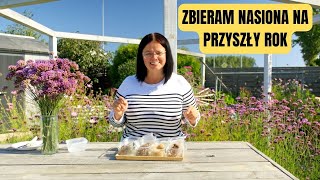 ZBIERANIE NASION NA PRZYSZŁY SEZON JAK POZYSKAĆ NASIONA [upl. by Eleonora]