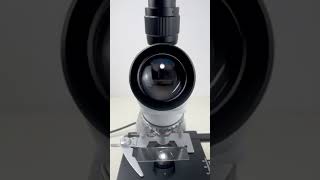 A 400x magnified honey will shock Americansshorts fyp science microscope shortsvideo usa [upl. by Ahseen]