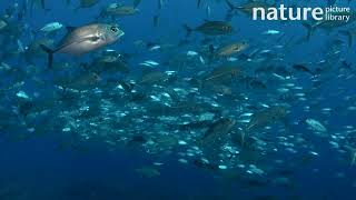 Bigeye trevally Caranx sexfasciatus school circling Tahiti French Polynesia Pacific Ocean [upl. by Brynne]