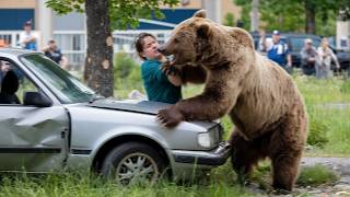 This Grizzly Bear Killed 7 People in 3 Minutes on August 14th 2024 [upl. by Asiulana]