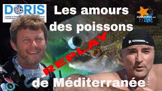 REPLAY Les AMOURS des poissons de Méditerranée biologie sousmarine [upl. by Ahtiekahs334]