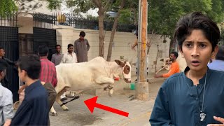 Bakra Eid Day 1st 🥺Cow Qurbani ke Waqt Bhag Gai😳 [upl. by Eiroj]