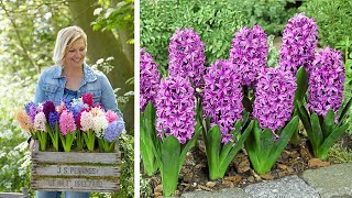 How to Plant Bedding Hyacinths Spring Garden Guide [upl. by Draned809]