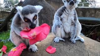 RingTailed Lemurs Snack On Flowers [upl. by Snowman930]