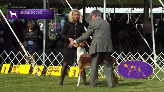 Ibizan Hounds  Breed Judging 2022 [upl. by Faber]