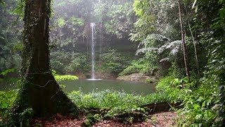 Habitats Rainforests CLIP [upl. by Earvin]