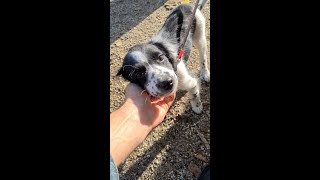 Rare Stabyhoun puppy  12 weeks [upl. by Sheline184]