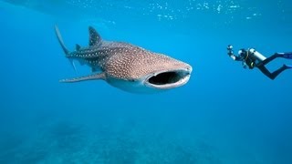 Malediven Tauchsafari Traumhaftes Tauchen mit Malediven Tauchreisen [upl. by Otrevogir]