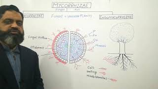 Types of Mycorrhizae English medium profmasoodfuzail Endomycorrhizae  Ectomycorrhizae [upl. by Som598]