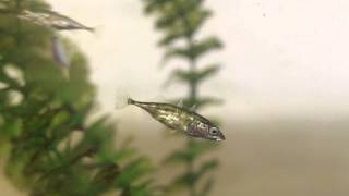 Threespined stickleback using its spine [upl. by Nero]